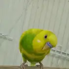 طير بادجي زينه