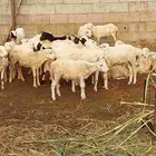 كباشه بلدي