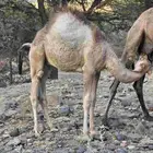 ماشاءالله تبارك الرحمن قعودين نضاف علي حليب امهاتها