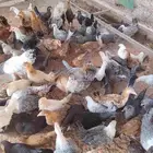 دجاج بلدي وفيومي