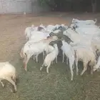 يوجد لدينا ضان رفيددات مولدات ودفيع