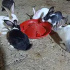 ارانب وجوز بط للبيع