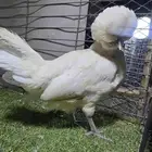 دجاج خوارج