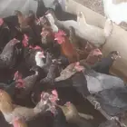 دجاج وديكه للبيع