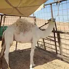 قعود للبيع