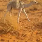 حشوان قصب عدد 2 للبيع