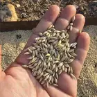 بذور شعير بلدي من محاصيل وادي الدواسر