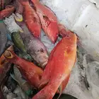 سمك طازجه فاخره فقط