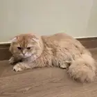 سكوتش لونق هير ذكر للبيع
