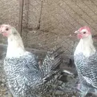 دجاج للبيع فيومي