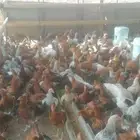 دجاج وديوك