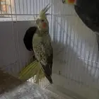 زوج كروان بفروخه..فخم