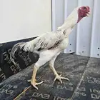 ديك فارسي ( حجازي )