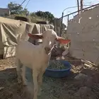 جدي بلدي بعمر 6  اشهر