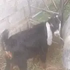 تيس للبيع الدلم الخالديه