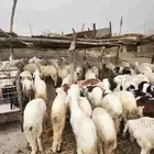 سواكني مربيه سمينه شحم شبيه الحري