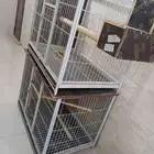 للبيع قفصين ببغاء كاسكو