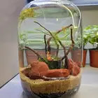 فازات الجمبري   المياه العذبة