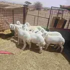رخال مقاني للبيع