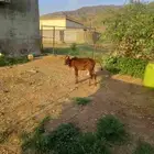 أعرض لكم حسيله العمر 4شهور طيبه وسليمه جميع العيوب