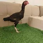 دجاجه باكستانيه سندي منتجه