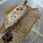 عسل سمره حر