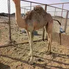 قعود تحت امه