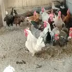 ديك