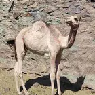 حاشي قعود العمر 11شهر تقريبا