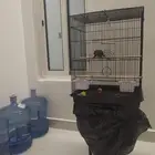 كنيور بلو شيك بيع مستعجل