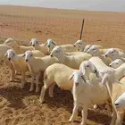 خرفان حري لأهل المناسبات