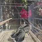 ذكور حمام خلخليت محلله