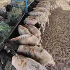 برابر صومالية مرباه في مكة للبيع جملة