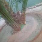 نخيل للبيع مثمر إخلاص صقعي هلالي مجدوله برحي