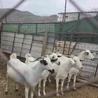 ماعز بيشي كحل