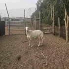 كبش حري