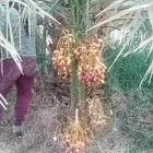 نخل