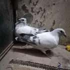 زواجل