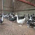 (ما شاء الله ) بط مسكوفي صحته ممتازه ( الخرج ) التواصل خاص