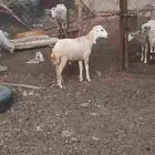 فرير للبيع على السوم