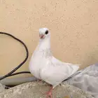 طبات بوز