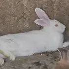 أرانب للبيع اعمارها صغيرة