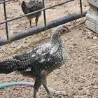 للبيع فروخ فيومي