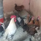 ديك ديوك ديكه دجاجة دجاج للبيع