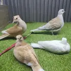 جوز قمري مع فرخين