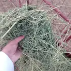 رخال حريه طيبه نظيفه عدد 52 رأس من تربيتنا ماطبت الأسواق