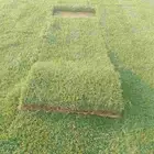 يوجدلديناجميع انواع الثيل الطبيعي من المزرعة التوصيل مباشر