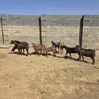 معزى بلديه ( حص )