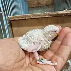 للبيع فرخ روز البينو