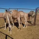 حشو طيبات للبيع